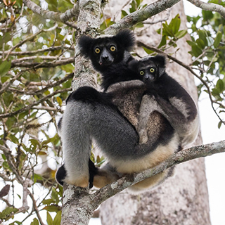 Andasibe - Indri with baby